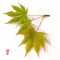 graines d'acer matsumurae green trompenburg