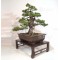 Pinus pentaphylla ref: 07030194