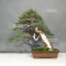 juniperus chinensis ref: 9090171