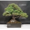 Pinus pentaphylla ref: 11090171