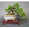 juniperus chinensis itoigawa ref 29050192