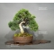 VENDU juniperus chinensis var : itoigawa ref:29050