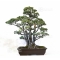 Pinus pentaphylla 26090181