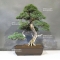 VENDU juniperus chinensis ref :060030192
