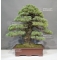 Pinus pentaphylla ref:06030199