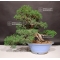 VENDU juniperus chinensis ref 7070192