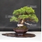 juniperus chinensis itoigawa ref 1907199