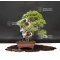 PT juniperus chinensis itoigawa ref :1907196