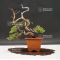 juniperus chinensis itoigawa ref 24070193