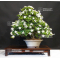 gardenia jasminoides bonsai ref:12070171