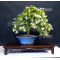 gardenia jasminoides bonsai ref:12070172