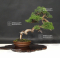 VENDU juniperus chinensis itoigawa ref:14080192