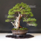 juniperus chinensis itoigawa ref : 14080191