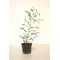 Stewartia monadelpha jeune plant pot 1 l 60-70 cm