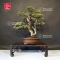 VENDU juniperus chinensis ref :12090193