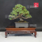VENDU Pinus pentaphylla miyo-jo ref 12090197
