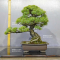 Pinus pentaphylla  kin goyo  ref : 10090192