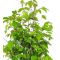 carpinus japonica 1 plante pot 1 litre