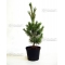 pinus pentaphylla variété "blue lou" pot 10 litres