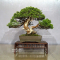 Juniperus chinensis itoigawa ref 10100191