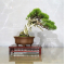 Juniperus chinensis itoigawa ref 10100192