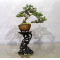 juniperus rigida ref 10100193