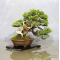 VENDU juniperus chinensis itoigawa ref 18050184