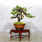 juniperus rigida ref 10100195