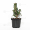 Pinus thunbergii 'kotobuki'