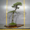 Pinus pentaphylla ref 19070191