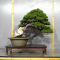 VENDU juniperus chinensis itoigawa ref:10100198