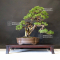 juniperus chinensis itoigawa ref:16090193