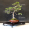 Juniperus chinensis itoigawa ref 18090191