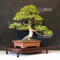 VENDU Juniperus chinensis itoigawa ref 18090192