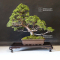 Juniperus chinensis itoigawa ref : 18090193