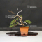 Juniperus chinensis itoigawa ref : 18090194