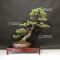 Pinus pentaphylla 18090195