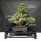 PT Pinus pentaphylla variété zuisho 18090199