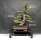Pinus pentaphylla kokonoe ref:29110197