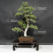 Pinus pentaphylla ref: 06030193