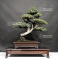 Juniperus rigida 19040204