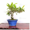 Pyracantha angustifolia ref:03050205