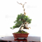 juniperus chinensis itoigawa 04050202