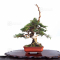 VENDU juniperus chinensis itoigawa 04050205
