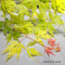 acer palmatum orange lace ® variété protégée