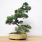 juniperus chinensis itoigawa ref 09050208