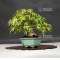 acer palmatum ref 120602014