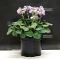 Hosta Blue mouse ears 3 litres pot