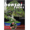 BONSAI FOCUS N° 113