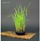 imperata cylindrica godet plastique 2 litres